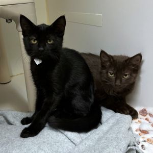 Weve got kittens If youre ready to add some spunk silliness and purrs to your home now is the 