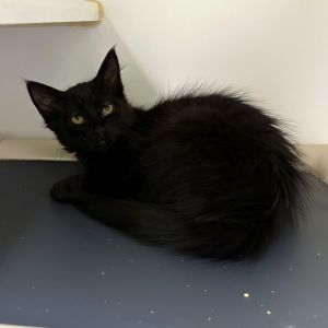 Frog Domestic Medium Hair Cat