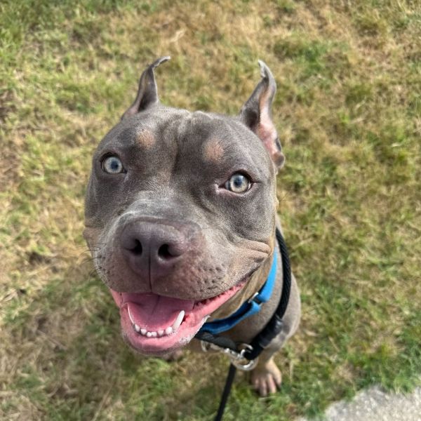 Tyson