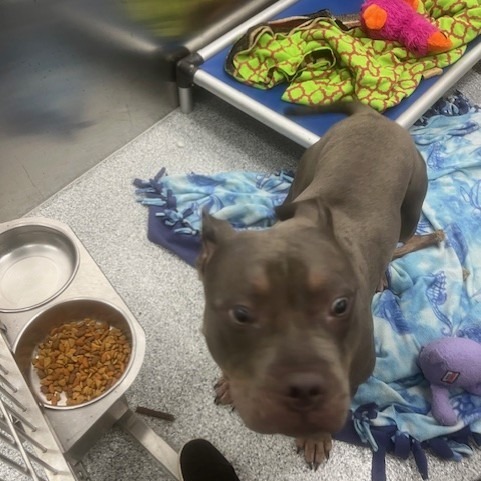 Tyson thumbnail 2