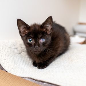 Theia, Baby Female unknown