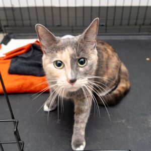 Grigio Domestic Short Hair Cat