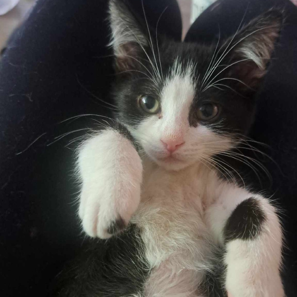 Callie, an adoptable Domestic Short Hair in Calgary, AB, T3C 1W4 | Photo Image 1