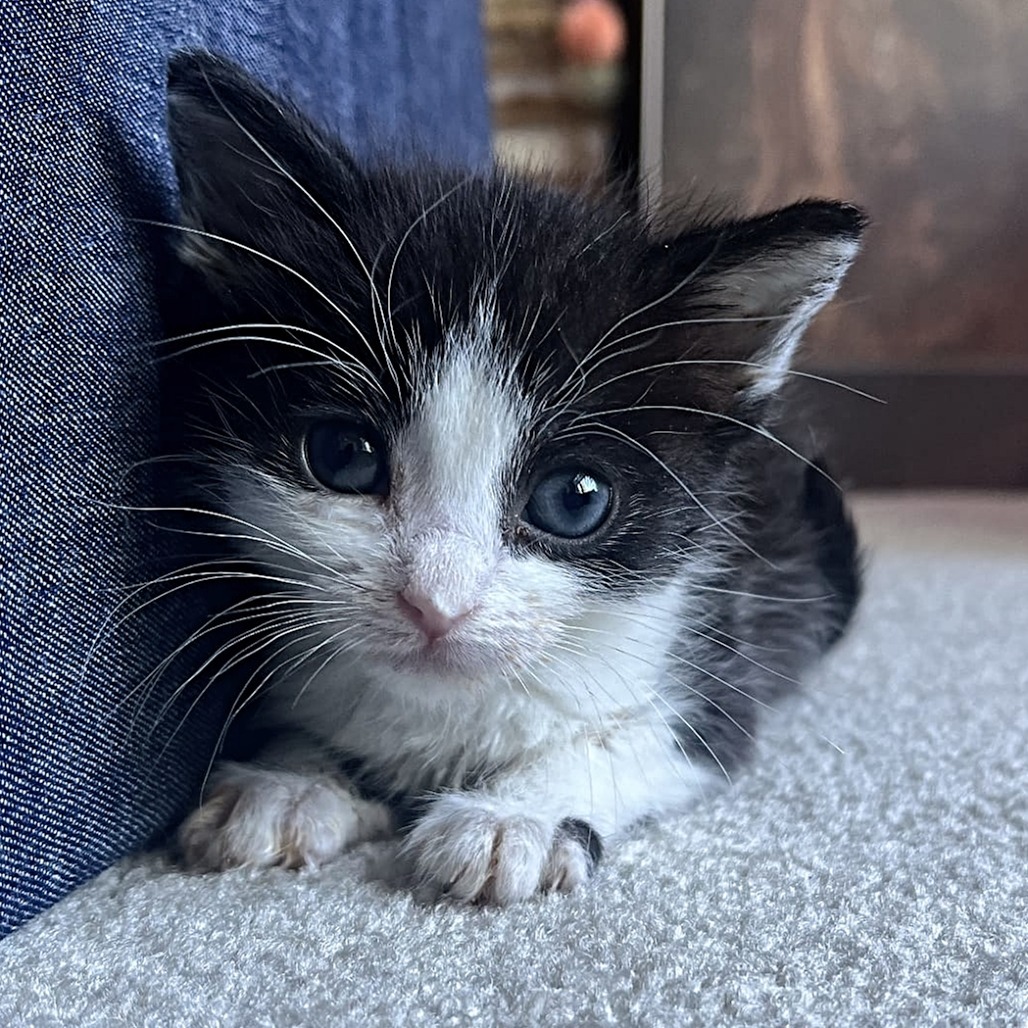 Callie, an adoptable Domestic Short Hair in Calgary, AB, T3C 1W4 | Photo Image 2