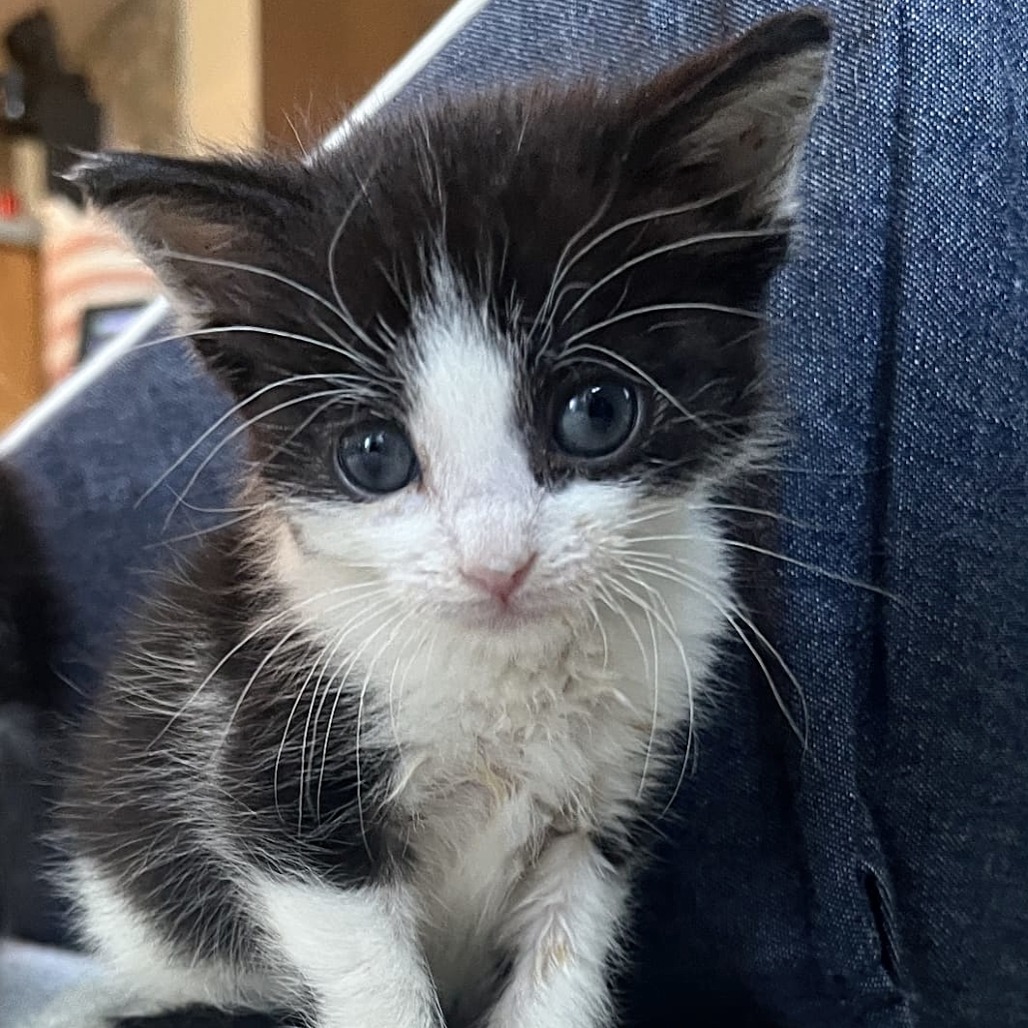 Callie