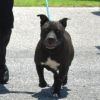 Snoopy photo 1