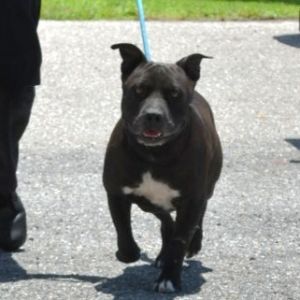 Snoopy, Adult Male unknown