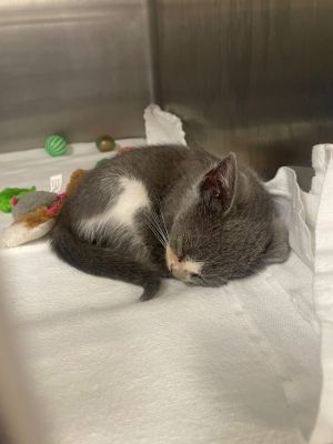 GREYCE, Baby Female unknown