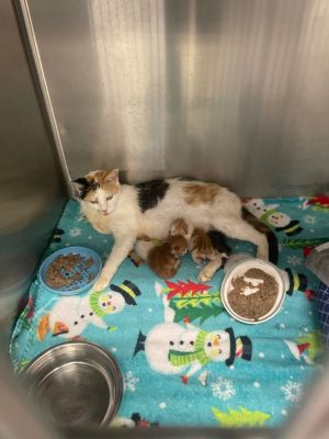 MARBLE, Adult Female unknown