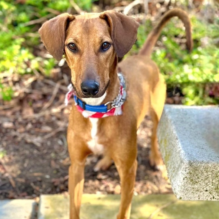Rico C000-419 - Chino Hills Location