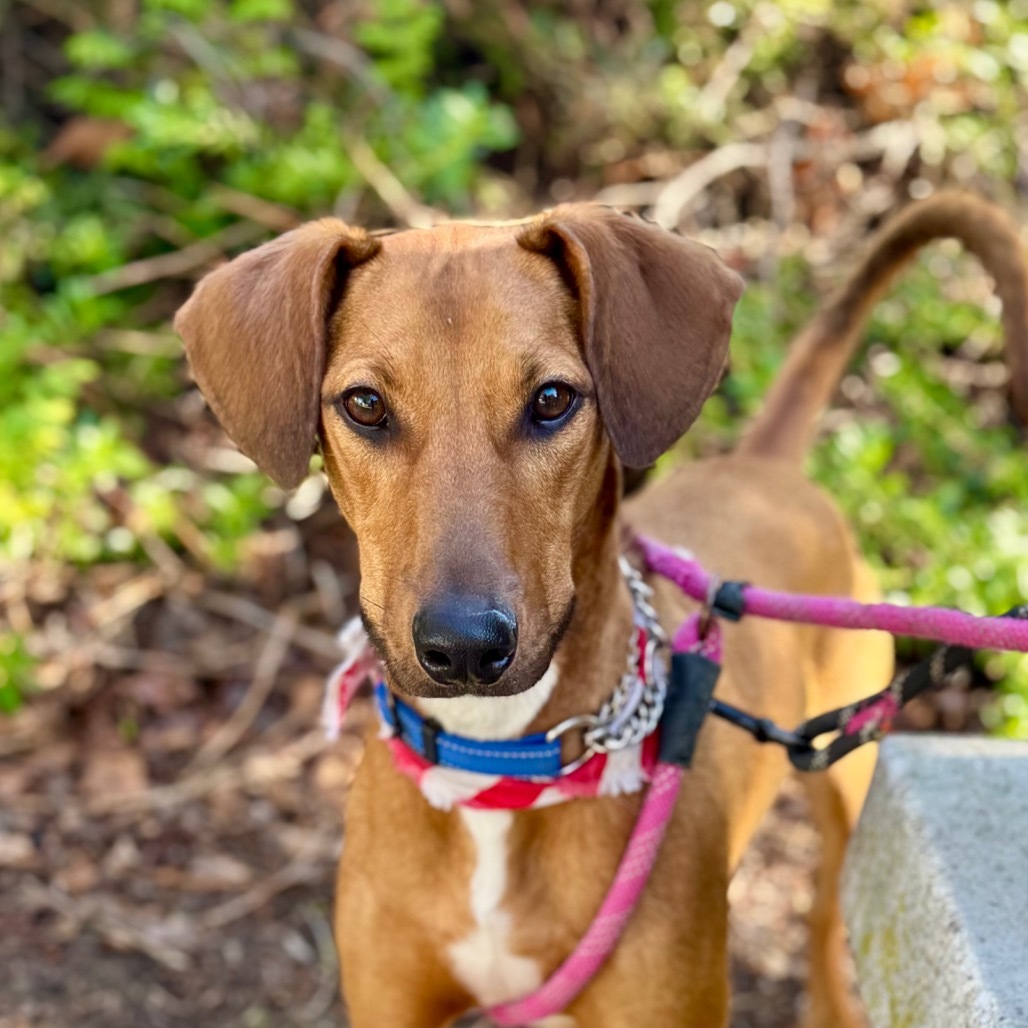 Rico C000-419 - Chino Hills Location
