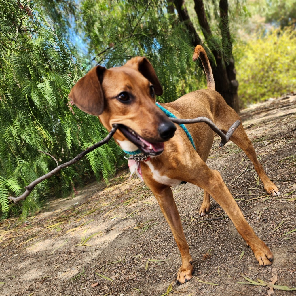 Rico C000-419 - Chino Hills Location