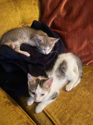 Tadpole & Guppy Domestic Short Hair Cat