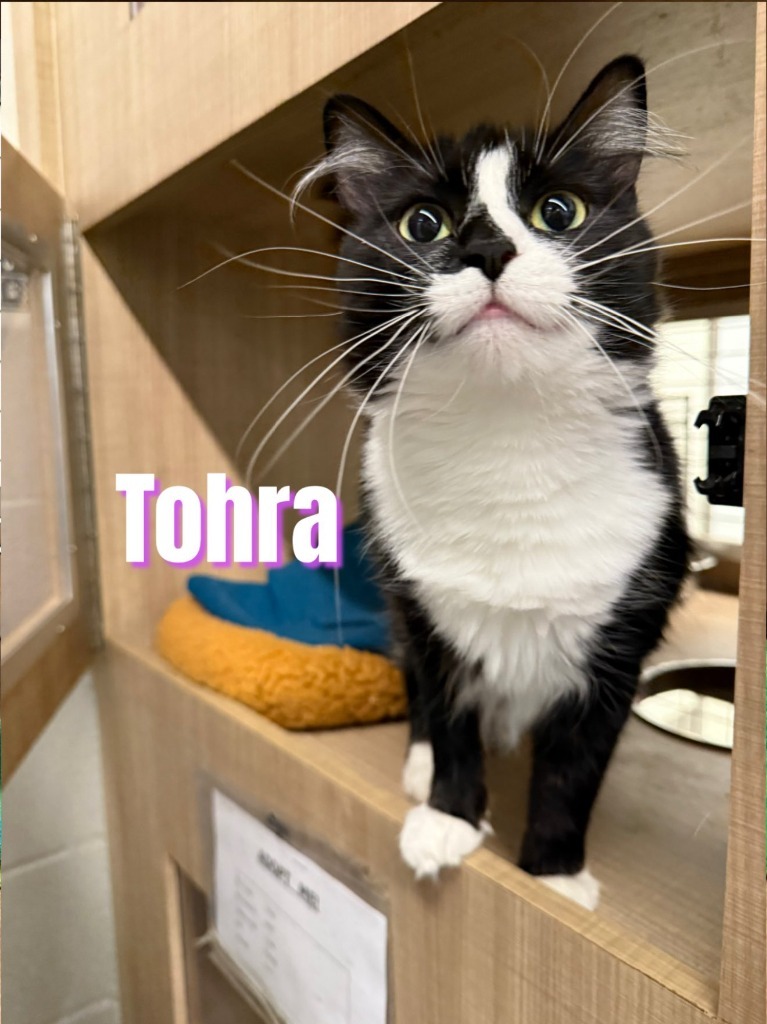 Tohra