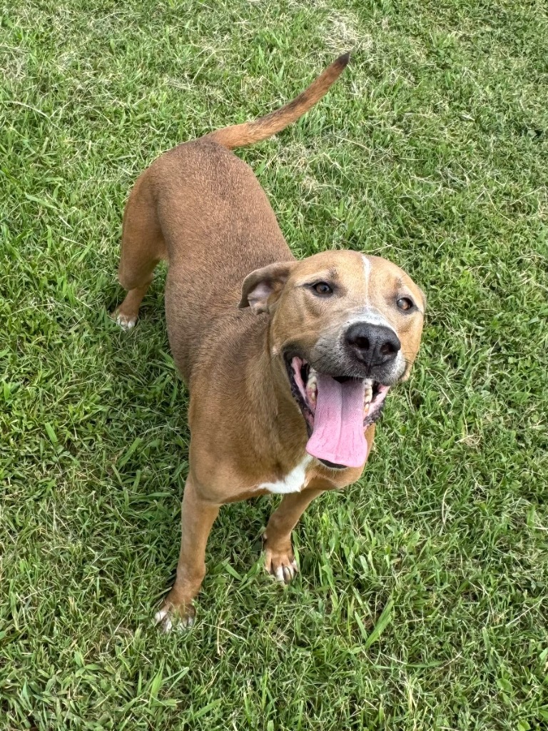 Nala
