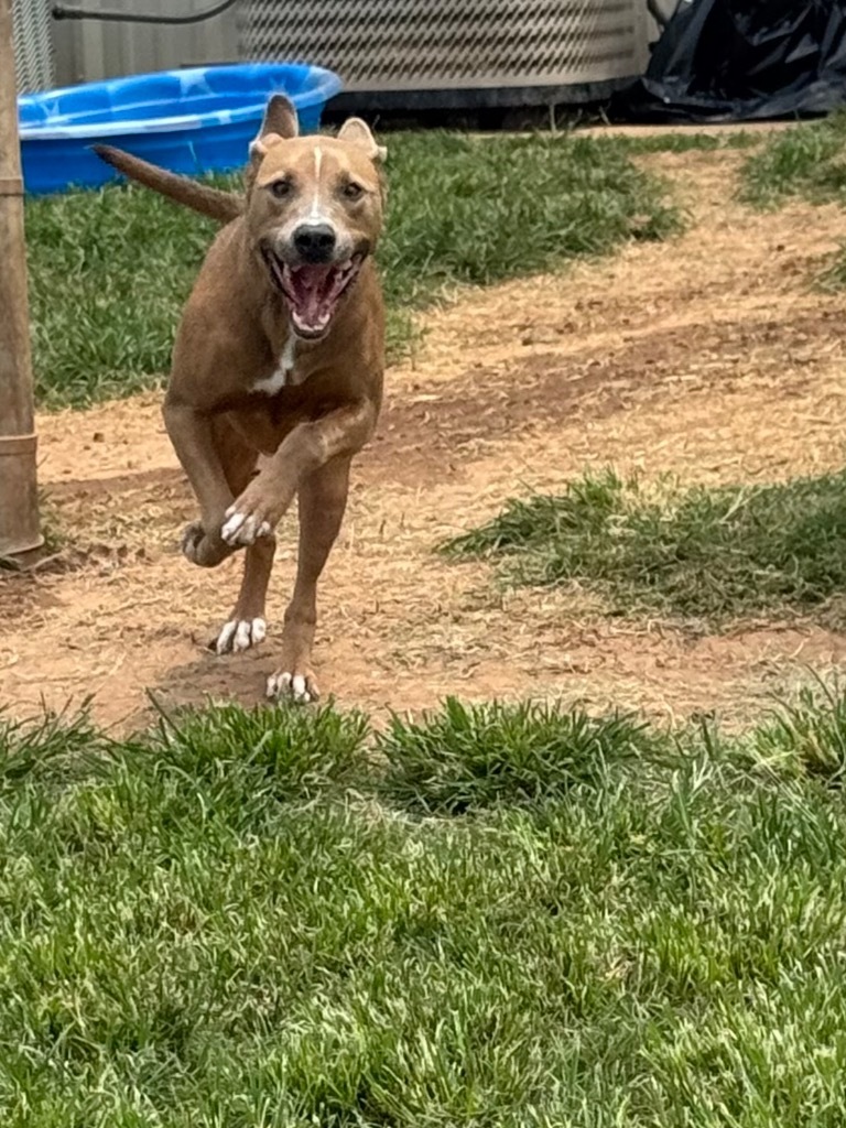 Nala