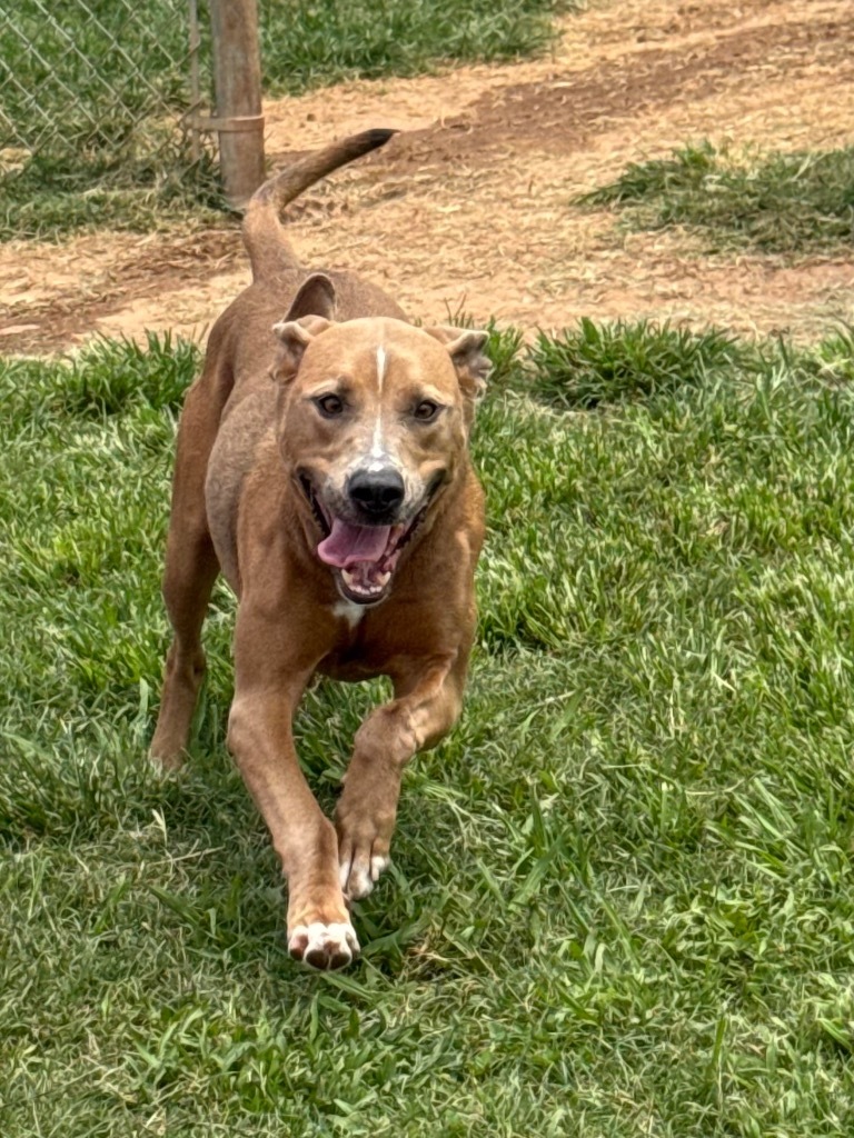 Nala