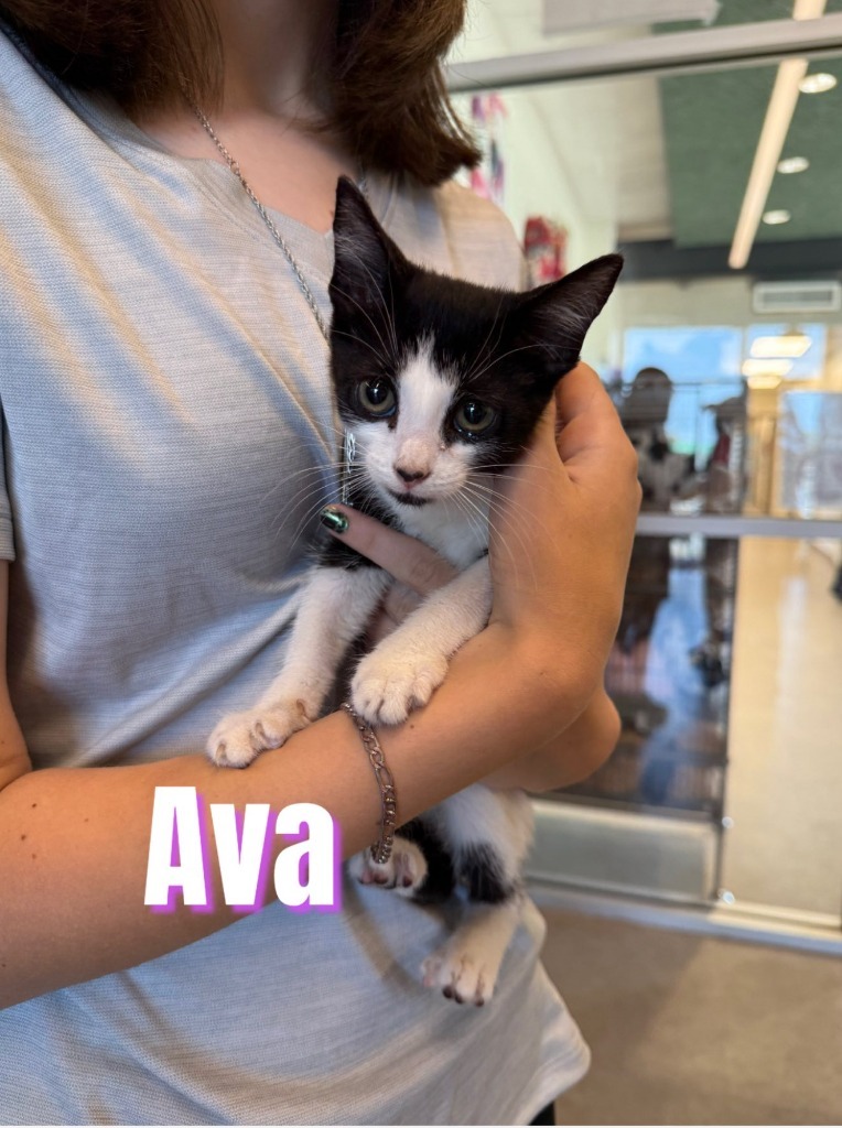 Ava