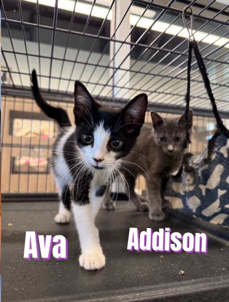 Ava