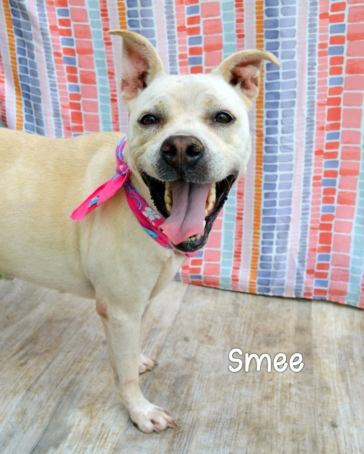 Smee