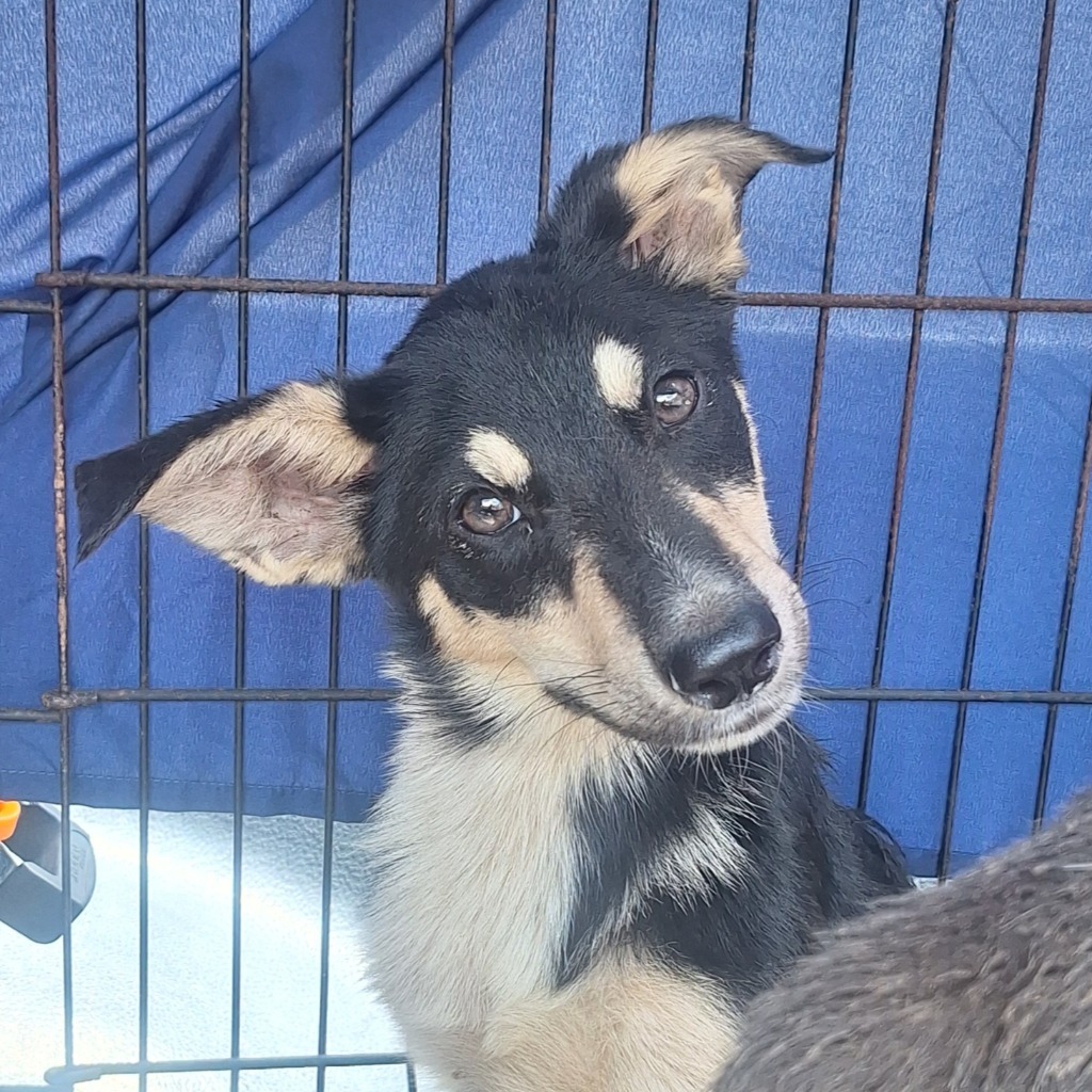 Bennie