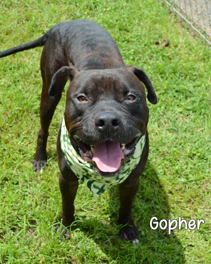 Gopher
