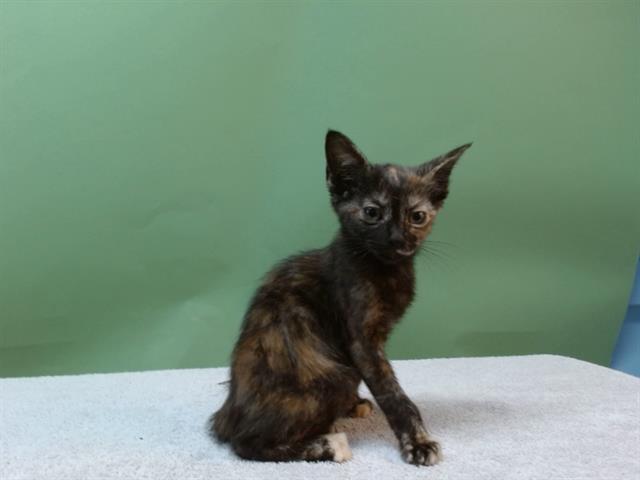 CLEOCATRA