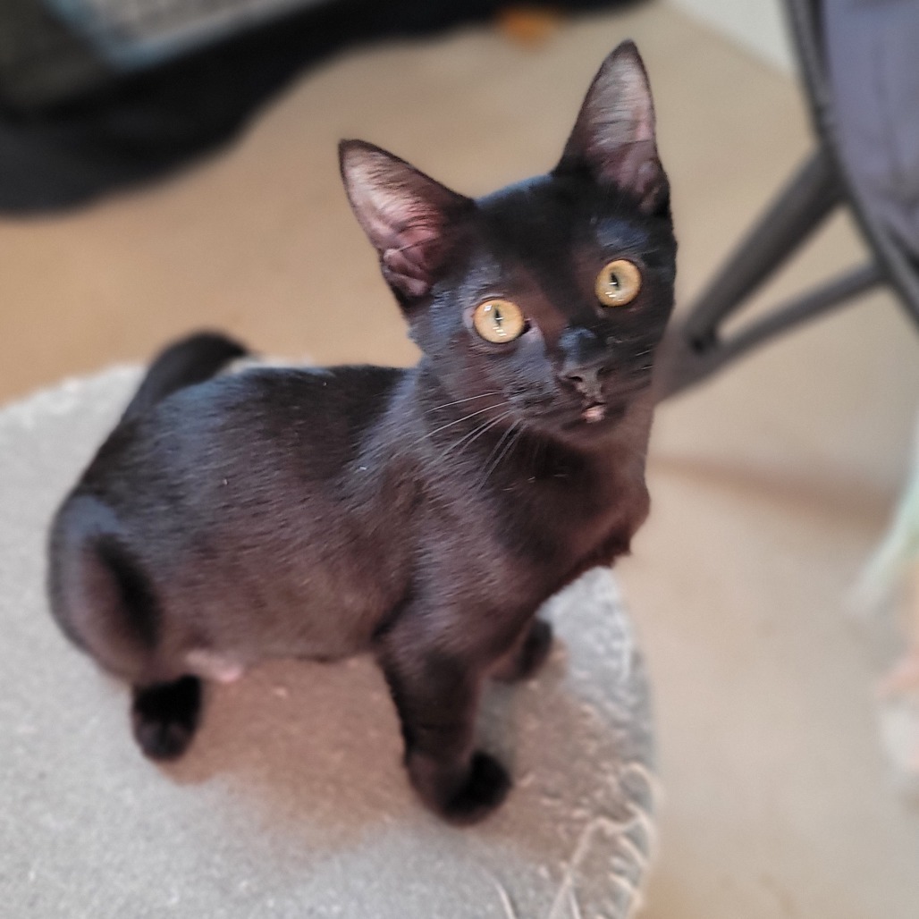 Scout, an adoptable Domestic Short Hair in Wichita, KS, 67208 | Photo Image 1
