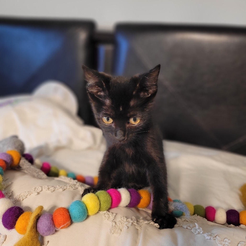 Scout, an adoptable Domestic Short Hair in Wichita, KS, 67208 | Photo Image 2