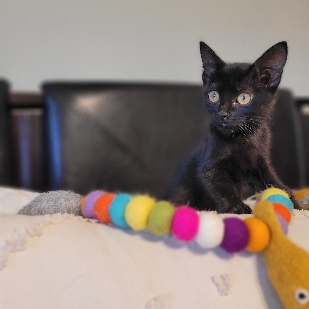 Scout, an adoptable Domestic Short Hair in Wichita, KS, 67208 | Photo Image 3