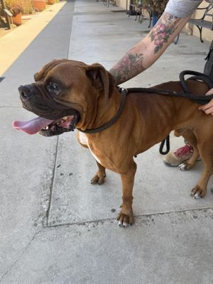 MANNY Boxer Dog