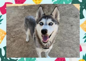 MISHKA Siberian Husky Dog