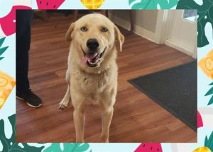 SAM Labrador Retriever Dog