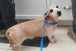 FRITZ Dachshund Dog