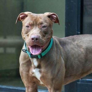 Rollie, Adult Female unknown