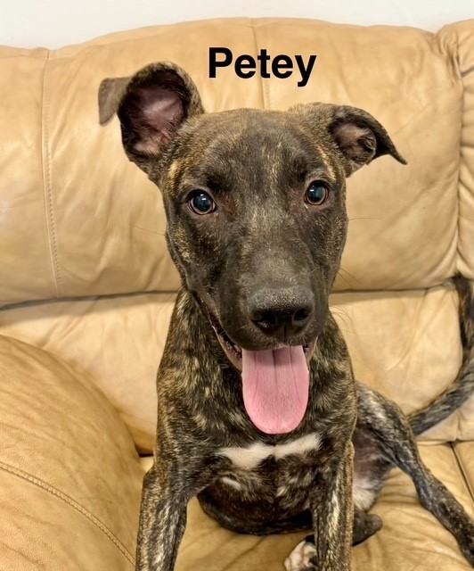 PETEY