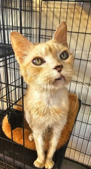 MAGGIE MAYMAY, Senior Female unknown