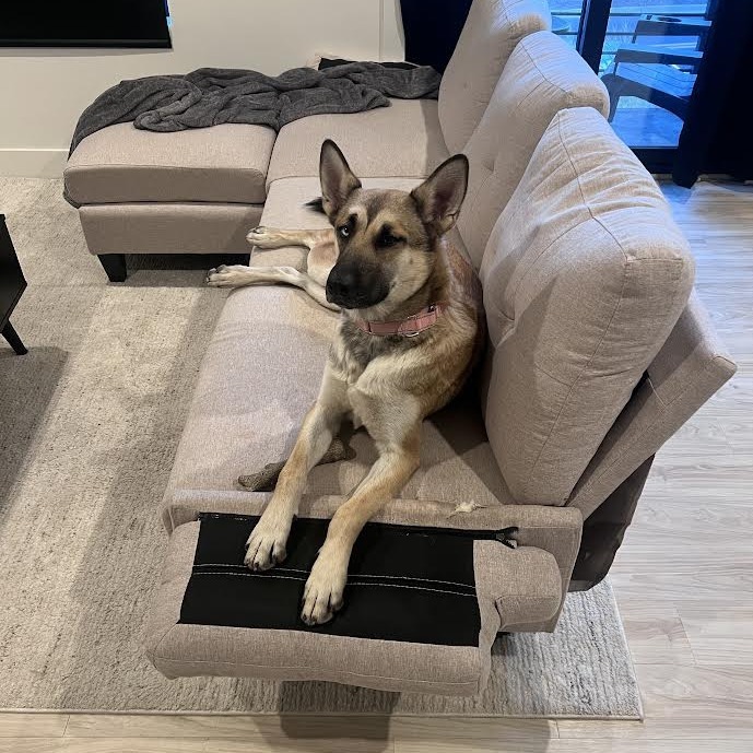 Queen - Sweet Girl, Good with dogs!