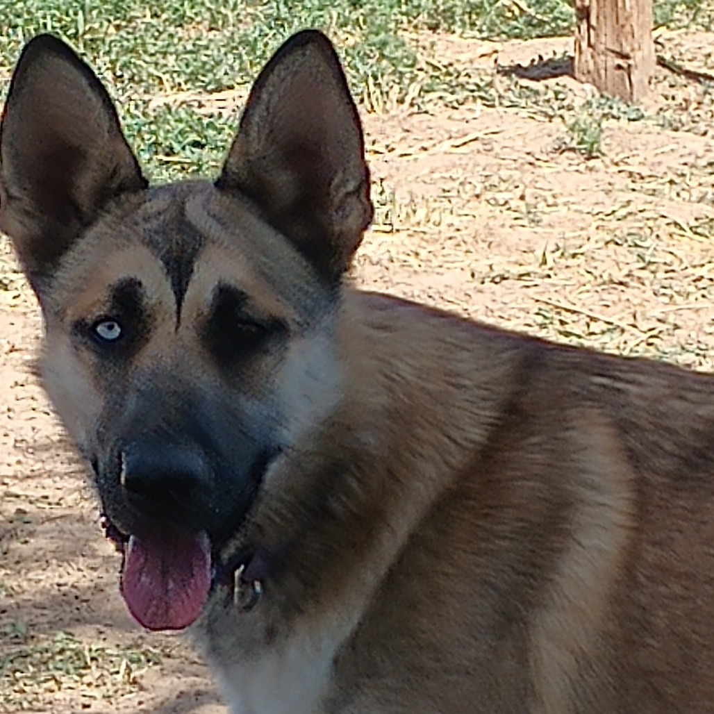 Queen - Sweet Girl, Good with dogs!