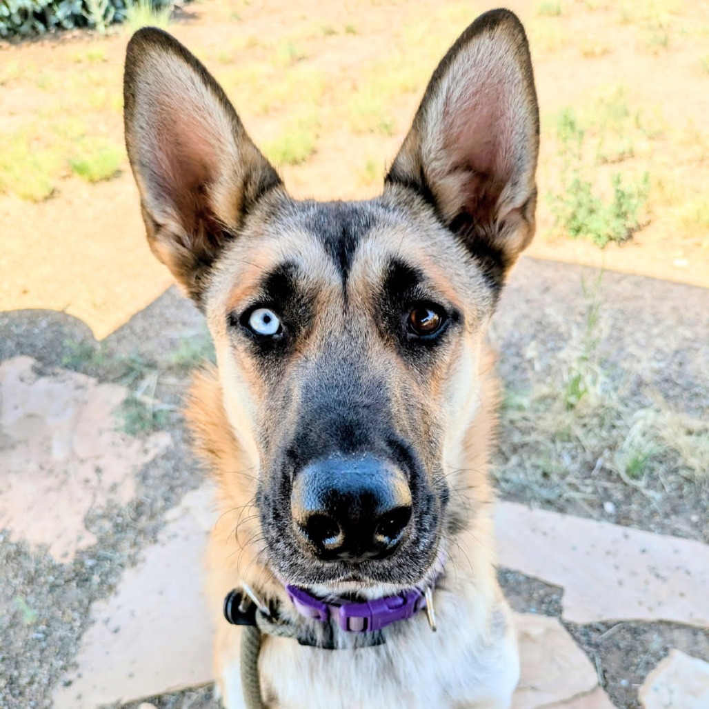 Queen - Sweet Girl, Good with dogs!