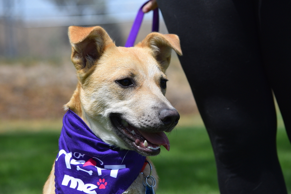 Bindi, an adoptable Shepherd, Rottweiler in Salmon, ID, 83467 | Photo Image 1