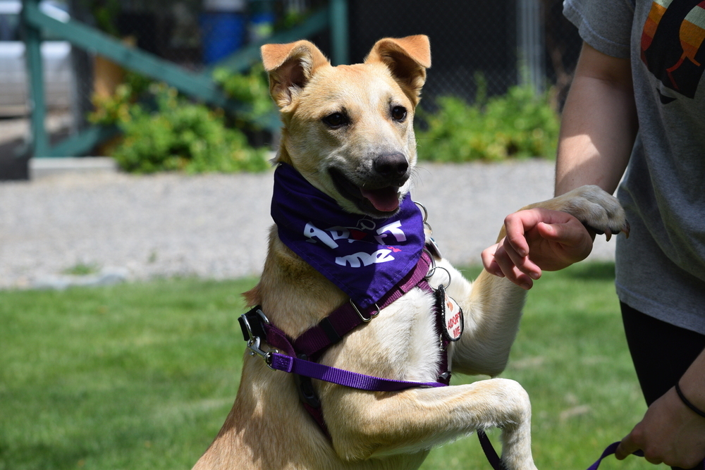 Bindi, an adoptable Shepherd, Rottweiler in Salmon, ID, 83467 | Photo Image 2