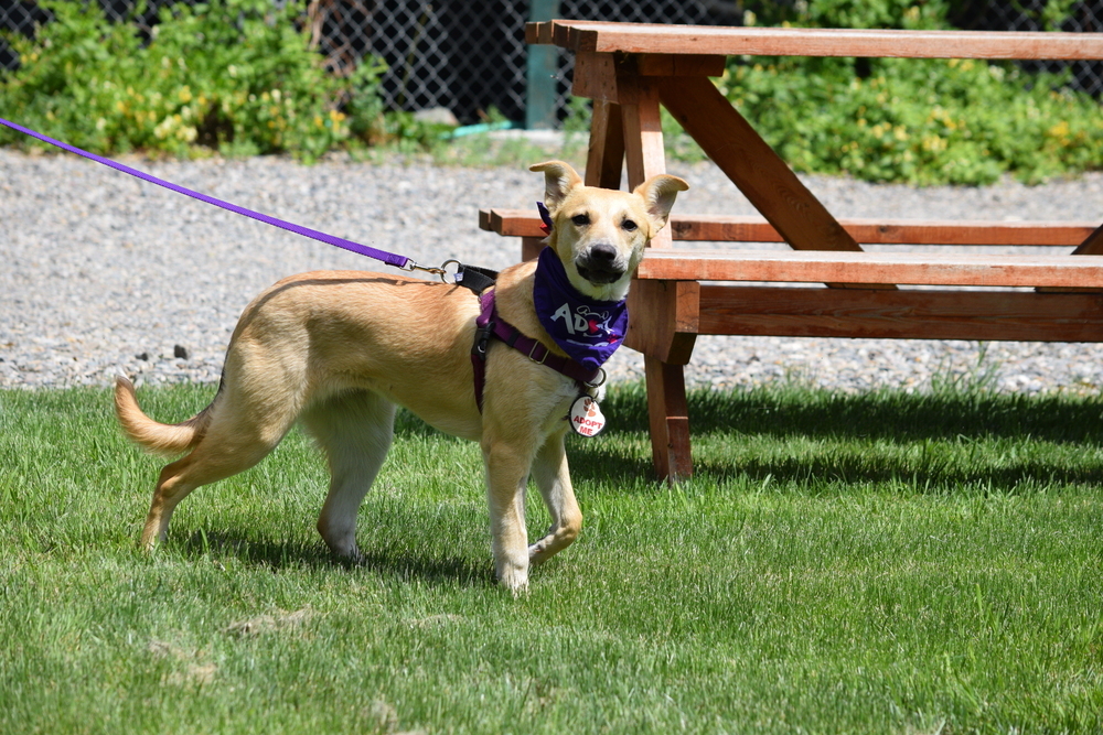 Bindi, an adoptable Shepherd, Rottweiler in Salmon, ID, 83467 | Photo Image 3