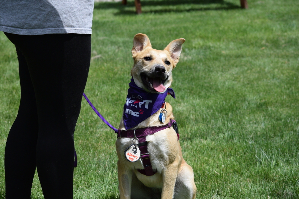 Bindi, an adoptable Shepherd, Rottweiler in Salmon, ID, 83467 | Photo Image 4