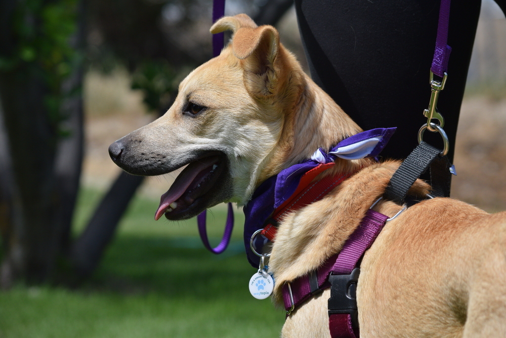 Bindi, an adoptable Shepherd, Rottweiler in Salmon, ID, 83467 | Photo Image 5