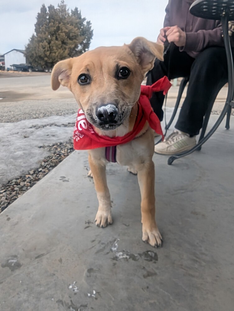 Bindi, an adoptable Shepherd, Rottweiler in Salmon, ID, 83467 | Photo Image 6