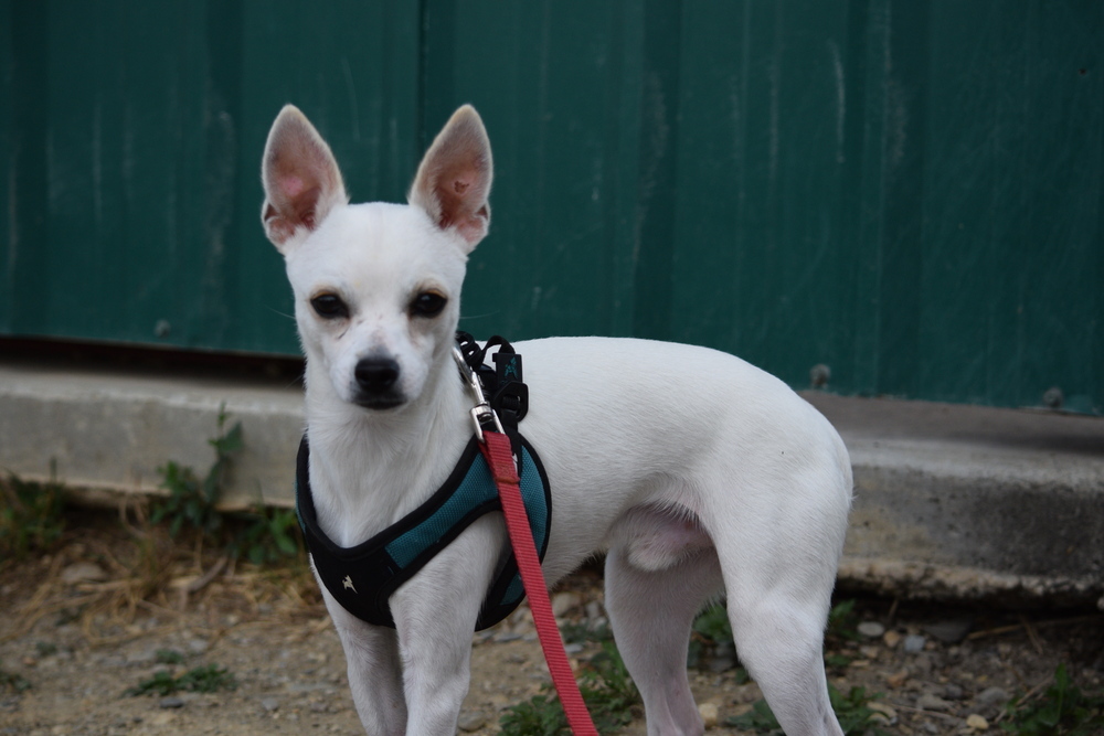 Roo, an adoptable Chihuahua in Salmon, ID, 83467 | Photo Image 1