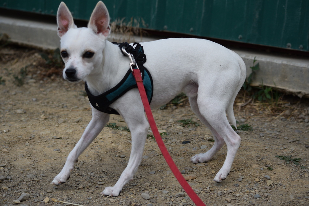 Roo, an adoptable Chihuahua in Salmon, ID, 83467 | Photo Image 2