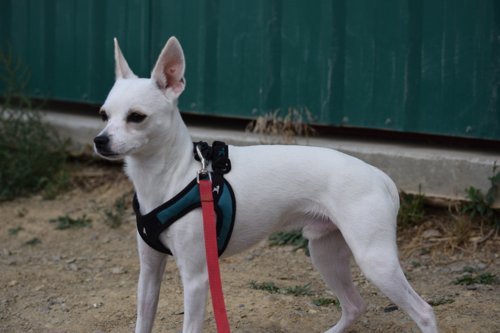 Roo, an adoptable Chihuahua in Salmon, ID, 83467 | Photo Image 3