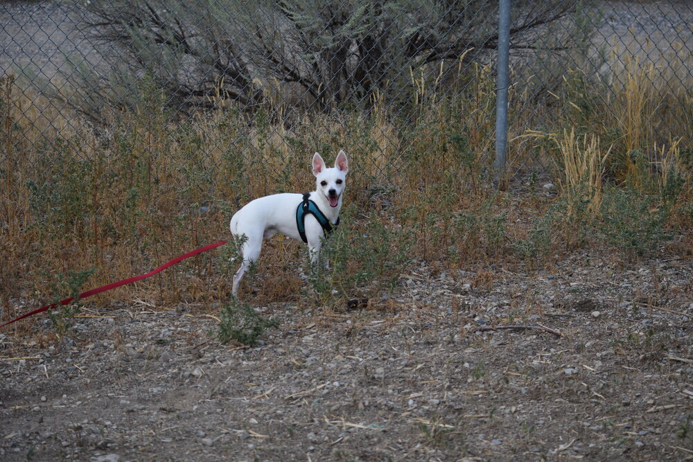 Roo, an adoptable Chihuahua in Salmon, ID, 83467 | Photo Image 4